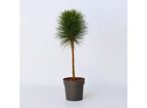 7428478663023 - Plant in a Box - Pinie - Pinus Summer Breeze - Höhe 70-80cm - Topf 24cm