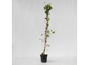 7428478668295 - Plant in a Box - Geißblatt - Lonicera x Heckrotti American Beauty - Höhe 110-120cm - Topf 17cm