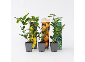 7428478767042 - Plant in a Box - Zitruspflanzenmischung - 6 Stk - Citrus limon - Höhe 25-40cm - Topf 9cm