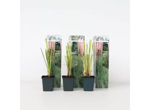 7428478798046 - Plant in a Box - Pampasgräser - 6 Stk - Cortaderia selloana - Höhe 25-40cm - Topf 9cm