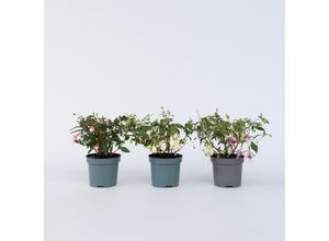7428478816696 - Plant in a Box - Fuchsie - 3 Stk - Fuchsia magellanica - Höhe 10-20cm - Topf 9cm 7428478816696 - Plant in a Box - Fuchsie - 3 Stk - Fuchsia magellanica - Höhe 10-20cm - Topf 9cm