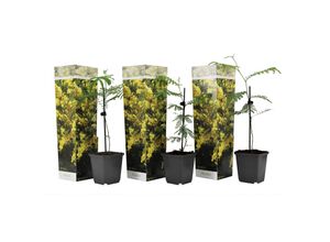 7428478958037 - Plant in a Box - Mimosenstrauch - 3 Stk - Mimosa dealbata - Höhe 25-40cm - Topf 9cm