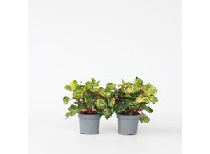 7428478992345 - Plant in a Box - Blutblatt - 2 Stk - Iresine herbstii - Höhe 20-30cm - Topf 13cm