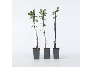 7428479091160 - Plant in a Box - Apfelbäume - 3 Stk - Malus - Höhe 60-70cm - Topf 9cm