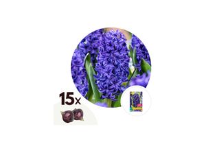 7428479331594 - Plant in a Box - Hyazinthenzwiebeln - 15 Stk - Hyacinthus Blue Trophy - Blumenzwiebeln - Blau
