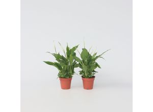 7428479354661 - Plant in a Box - Friedenslilie - Einblatt - 4 Stk - Spathiphyllum Torelli - Höhe 30-45cm - Topf 12cm