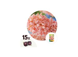 7428479366008 - Plant in a Box - Hyazinthenzwiebeln - 15 Stk - Hyacinthus Gipsy Queen - Blumenzwiebeln - Orange