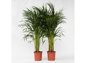 7428479370050 - Plant in a Box - Goldfruchtpalme - 2 Stk - Dypsis lutescens - Höhe 100-120cm - Topf 21cm