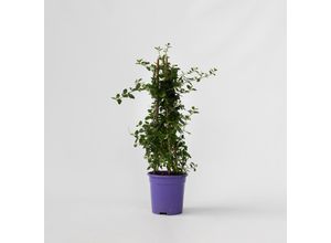 7428479378834 - Plant in a Box - Säckelblume - Ceanothus thyrsiflorus Repens - Höhe 60-70cm - Topf 17cm