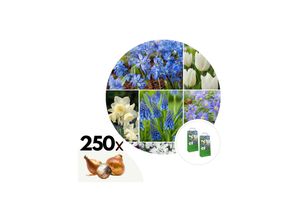7428479402249 - Plant in a Box - Blumenzwiebelmischung - 250 Stk - Allium Narcissus Muscari Tulipa - Blau
