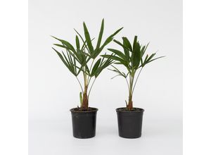 7428479453388 - Plant in a Box - Windmühlenpalme - 2 Stk - Trachycarpus Fortunei - Höhe 35-45cm - Topf 15cm