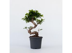 7428479543195 - Plant in a Box - Bonsaibaum - Ficus microcarpa ginseng - Höhe 55-65cm - Topf 20cm