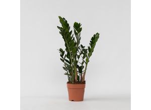 7428479583221 - Plant in a Box - Glücksfeder - Zamioculcas Zamiifolia - Höhe 55-65cm - Topf 17cm