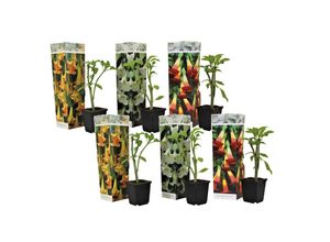 7428479698383 - Plant in a Box - Engelstrompete - 6 Stk - Brugmansia - Höhe 25-40cm - Topf 9cm