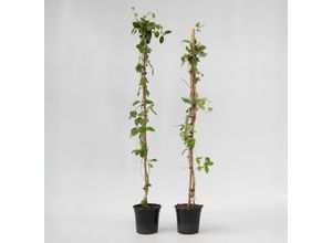 7428479698949 - Plant in a Box - Geißblatt - 2 Stk - Lonicera American Beauty - Höhe 110-120cm - Topf 17cm