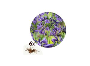 7428479739437 - Plant in a Box - Afrikanische Lilie - 6 Stk - Agapanthus africanus - Rhizome - Blau