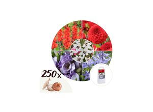 7428479770751 - Plant in a Box - Blumenzwiebelmischung - 250 Stk - Gladiolus Dahlia Freesia - Blau