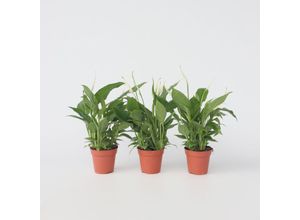 7428479981003 - Plant in a Box - Friedenslilie - Einblatt - 3 Stk - Spathiphyllum Torelli - Höhe 30-45cm - Topf 12cm