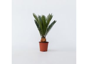 7440833775714 - Plant in a Box - Sagopalmfarn - Cycas revoluta - Höhe 45-60cm - Topf 15cm