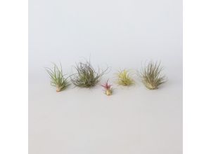 7440833775721 - Plant in a Box - Mischung Tillandsien - 6 Stk - Tillandsia - Höhe 5-15cm - Topf 5cm