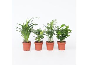 7440848230260 - Plant in a Box - Trendig Grüne Zimmerpflanzen - 4 Stk - Höhe 25-40cm - Topf 12cm