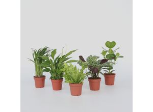 7440848230277 - Plant in a Box - Luftreinigende Zimmerpflanzen - 5 Stk - Höhe 25-40cm - Topf 12cm