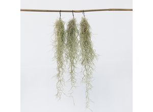 7440848230284 - Plant in a Box - Spanisches Moos - 3 Stk - Tillandsia usneoides - Höhe 25-40cm - Topf 5cm