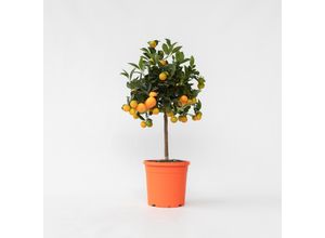 7440848231212 - Plant in a Box - Orangenbaum - Citrus mitis Calamondin - Höhe 55-65cm - Topf 19cm