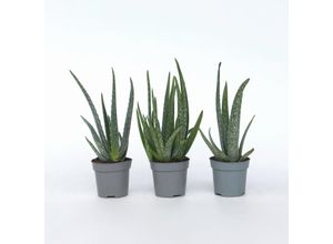 7440848231267 - Plant in a Box - Aloe Vera - 3 Stk - Aloe barbadensis - Höhe 25-40cm - Topf 11cm