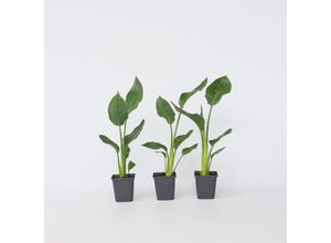 7440848231274 - Plant in a Box - Paradiesvogelblume - 3 Stk - Strelitzie reginea - Höhe 25-40cm - Topf 9cm