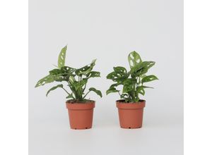 7440848231298 - Plant in a Box - Fensterblatt - 2 Stk - Monstera adansonii Monkey Mask - Höhe 25-30cm - Topf 12cm