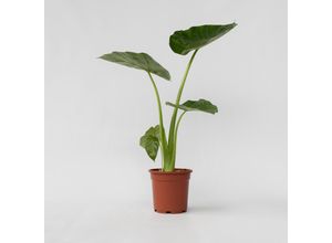 7440848232202 - Plant in a Box - Alokasie - Alocasia Macrorrhizos - Höhe 60-70cm - Topf 17cm