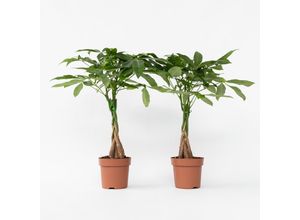 7440848232219 - Plant in a Box - Glückskastanie - 2 Stk - Pachira aquatica - Höhe 60-70cm - Topf 17cm