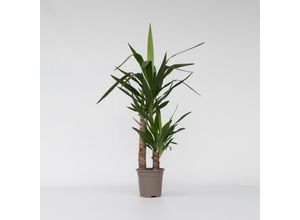 7440848233278 - Plant in a Box - Palmlilie - Yucca elephantipes - Höhe 70-80cm - Topf 17cm