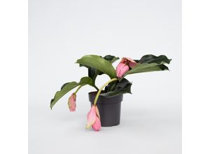 7442919526531 - Plant in a Box - Rosenmedinilla - Medinilla magnifica - Höhe 40-50cm - Topf 17cm