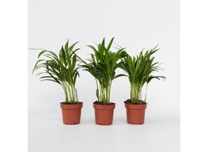 7442924128188 - Plant in a Box - Goldfruchtpalme - 3 Stk - Dypsis lutescens - Höhe 30-45cm - Topf 12cm