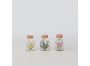 7442924129109 - Plant in a Box - Tillandsien in Glasflaschen - 3 Stk - Tillandsia - Höhe 5-15cm - Topf 5cm