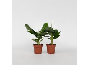 7442924129116 - Plant in a Box - Bananenpflanze - 2 Stk - Musa Oriental Dwarf - Höhe 25-40cm - Topf 12cm