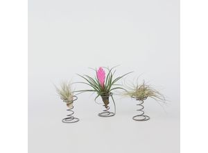 7442924129147 - Plant in a Box - Tillandsien - 3 Stk - Tillandsia - Höhe 5-15cm - Topf 5cm