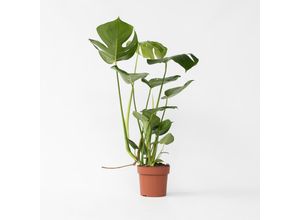 7442924129178 - Plant in a Box - Fensterblatt - Monstera deliciosa - Höhe 50-60cm - Topf 17cm