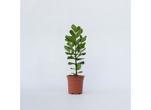 7442924129192 - Plant in a Box - Balsamapfel - Clusia rosea Princess - Höhe 50-60cm - Topf 17cm