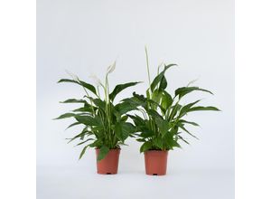 7442924130150 - Plant in a Box - Friedenslilie - Einblatt - 2 Stk - Spathiphyllum Lima - Höhe 60-75cm - Topf 17cm