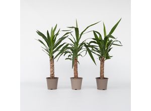 7442924131133 - Plant in a Box - Palmlilie - 3 Stk - Yucca elephantipes - Höhe 50-60cm - Topf 14cm