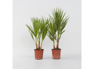 7442924131140 - Plant in a Box - Mexikanische Fächerpalme - 2 Stk - Washingtonia robusta - Höhe 50-60cm - Topf 15cm