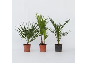 7442924132116 - Plant in a Box - Gartenpalmen - 3 Stk - PhoenixChamaeropsWashingtonia - Höhe 50-70cm - Topf 15cm