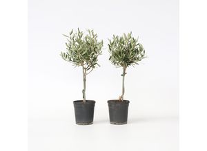 7442924132123 - Plant in a Box - Olivenbaum - 2 Stk - Olea europaea - Höhe 50-60cm - Topf 14cm