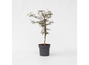 7442924132185 - Plant in a Box - Japanischer Ahorn - Acer palmatum Garnet - Höhe 60-70cm - Topf 19cm