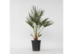 7442924133151 - Plant in a Box - Bergpalme - Chamaerops humilis - Höhe 70-80cm - Topf 21cm