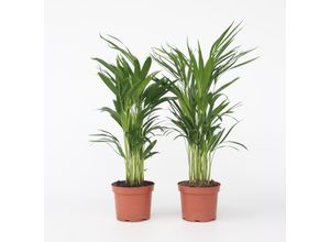 7442924134103 - Plant in a Box - Goldfruchtpalme - 2 Stk - Dypsis lutescens - Höhe 60-70cm - Topf 17cm