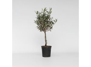 7442924135155 - Plant in a Box - Olivenbaum - Olea europaea - Höhe 60-70cm - Topf 17cm